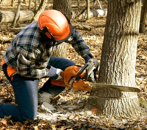 Tree Removal in Barksdale Afb, LA